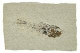 Oligocene Fossil Deep-Sea Hatchetfish (Polyipnus) - Poland #374284-1